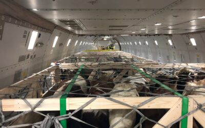 Chapman Freeborn in cattle transport mission to Africa