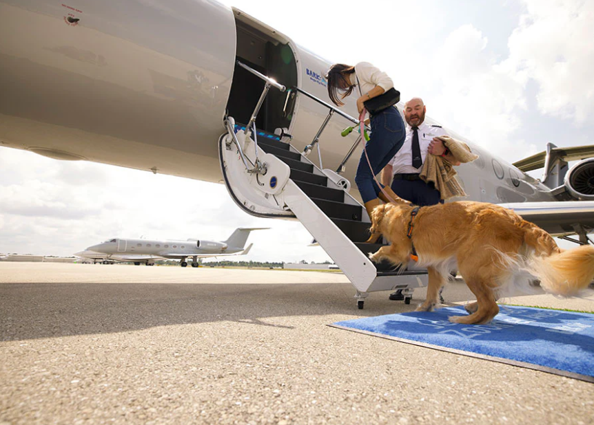 Dog-only airline em-barks on first flight